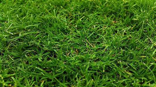 green grass thumbnail