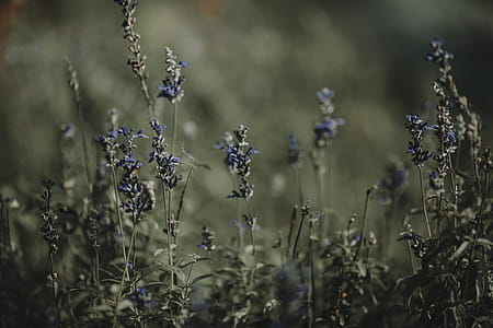 Green Leaves With Purple Flowers thumbnail