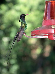 green and black hummingbird during daytime thumbnail