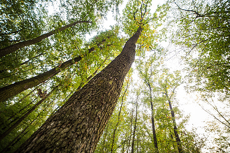 Bottom View Into The Treetops thumbnail