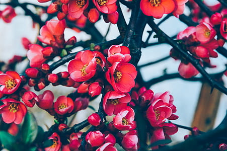 shallow focus photography of red flower thumbnail