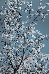 white tree photography thumbnail