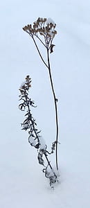 green leaf plant thumbnail