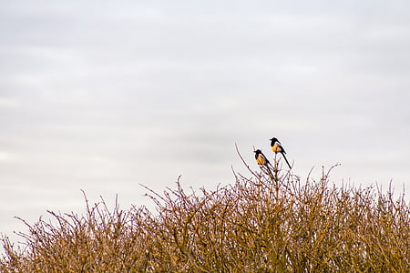 two yellow birds on brown leaves thumbnail