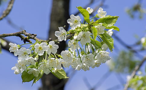 close up photo of white blossoms thumbnail