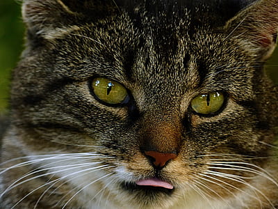 brown tabby cat closeup photo thumbnail