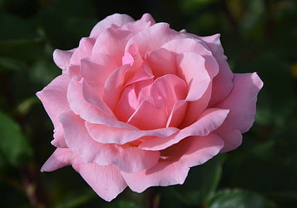 shallow focus photography of flower thumbnail