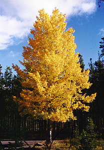 Aspen Trees in Yellow in Jasper National Park, Alberta, Canada thumbnail