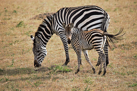 two zebras on brown grass field thumbnail