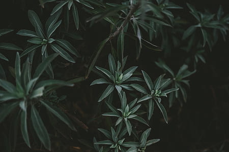 green tree thumbnail