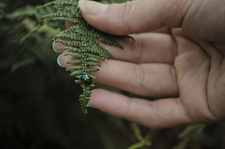 person holding green fern thumbnail