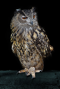 close-up photography of gray and brown owl thumbnail