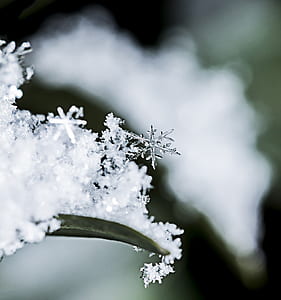 selective photography of snowflake on leaf blade thumbnail