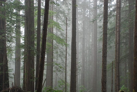 forest photography covered with fog thumbnail