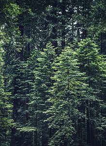 photo of green leafed trees thumbnail
