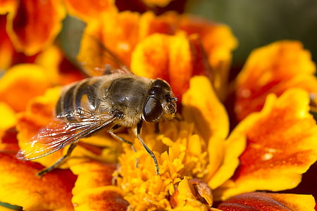 macro photography of honey bee on flower thumbnail