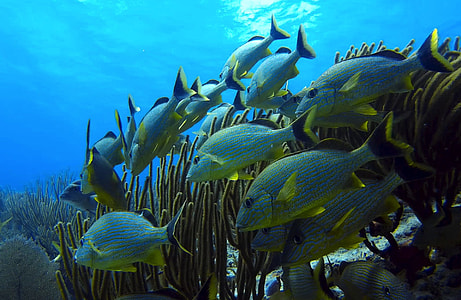 school of fishes swimming underwater thumbnail