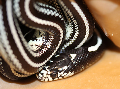 Chain Natter, Lampropeltis Getula thumbnail