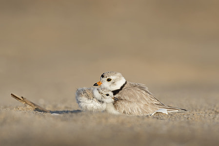 two gray bird resting on ground thumbnail