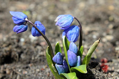 selective focus photograph of purple petaled flowers thumbnail