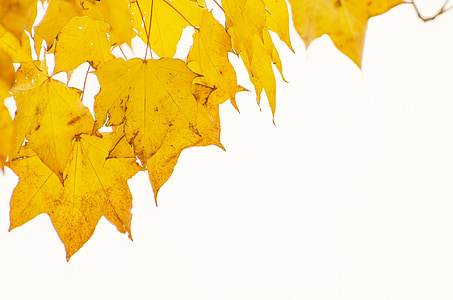 brown maple leaves thumbnail
