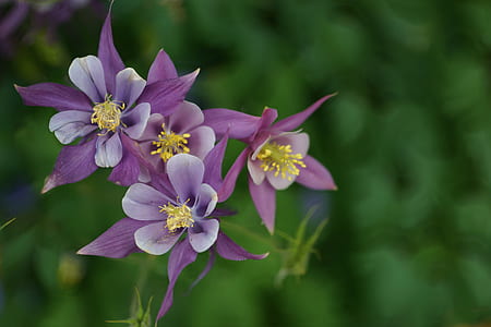 purple columbine flowers thumbnail