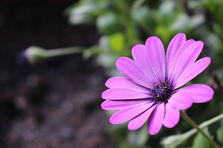 photo of pink petaled flower thumbnail