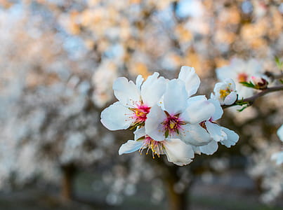 white petaled flowers thumbnail