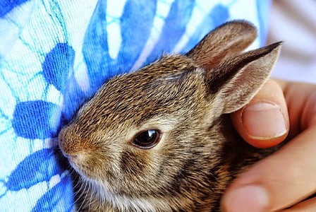 photo of brown squirrel lying on cloth thumbnail