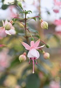 selective focus photography of pink fuchsia flower thumbnail