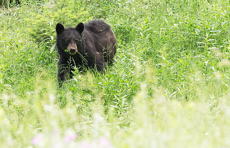 grizzly bear on grass field thumbnail