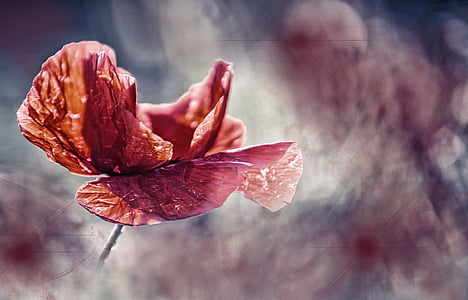 selective focus photography of red petaled flower thumbnail