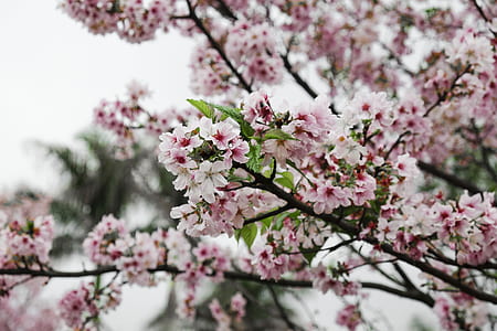 white and pink cherry blossoms thumbnail