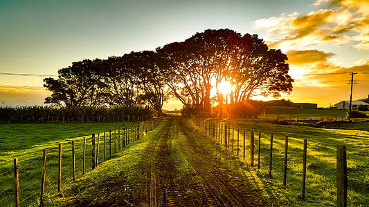 empty road beside fence near trees thumbnail