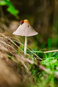 red ladybug on mushroom thumbnail