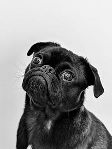 close up photography of black pug thumbnail