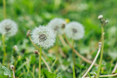 Selective Focus Photography of Dandelion thumbnail