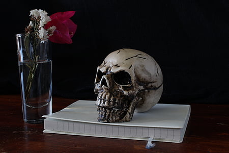 human skull figurine on top of book thumbnail