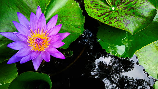 close-up photography of purple petaled flower thumbnail
