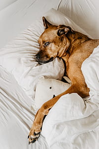 shirt-coated brown dog laying on white bed linen thumbnail
