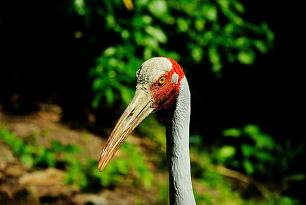 selective focus photography of white bird thumbnail