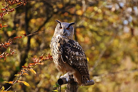 brown owl standing on branch thumbnail