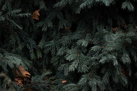 close up photo of green pine tree thumbnail