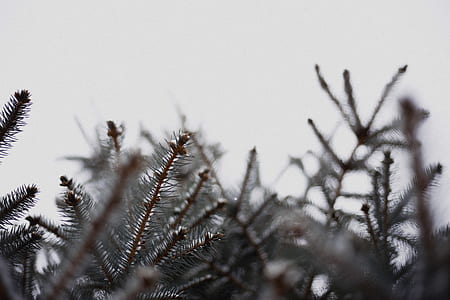 brown plants during daytime thumbnail