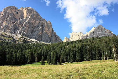 pine trees beside rocky mountain at daytime nature photography thumbnail