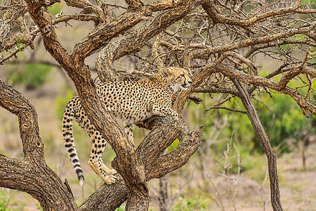 leopard on brown tree during daytime thumbnail