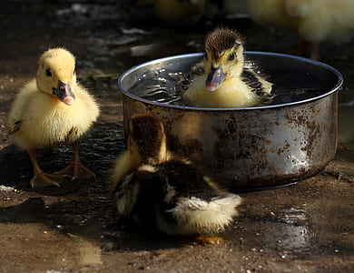 three ducklings swimming on cooking pot during daytime thumbnail