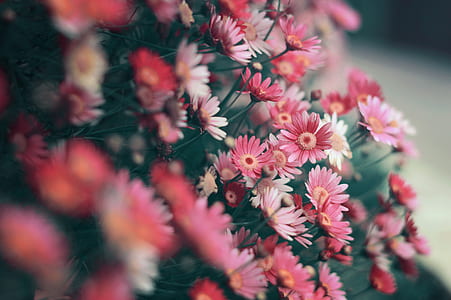 shallow depth of field photo of pink daisy flower thumbnail