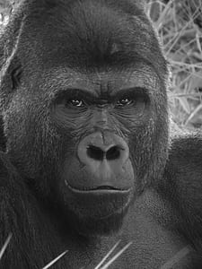 close-up and grayscale photo of gorilla thumbnail