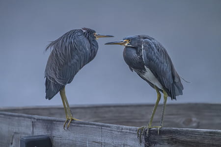 two blue and yellow birds standing on gray concrete thumbnail